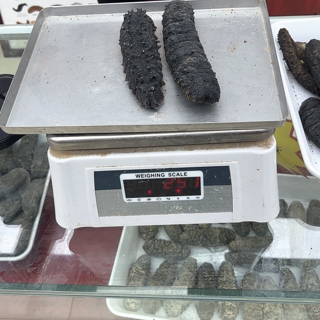 中国大陆常*西班牙刺参250克（两只）