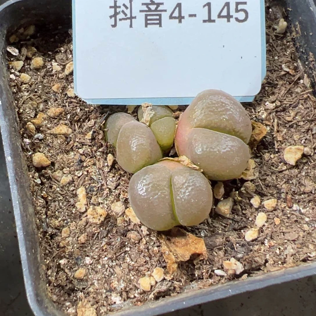 4-145肉锥多肉植物