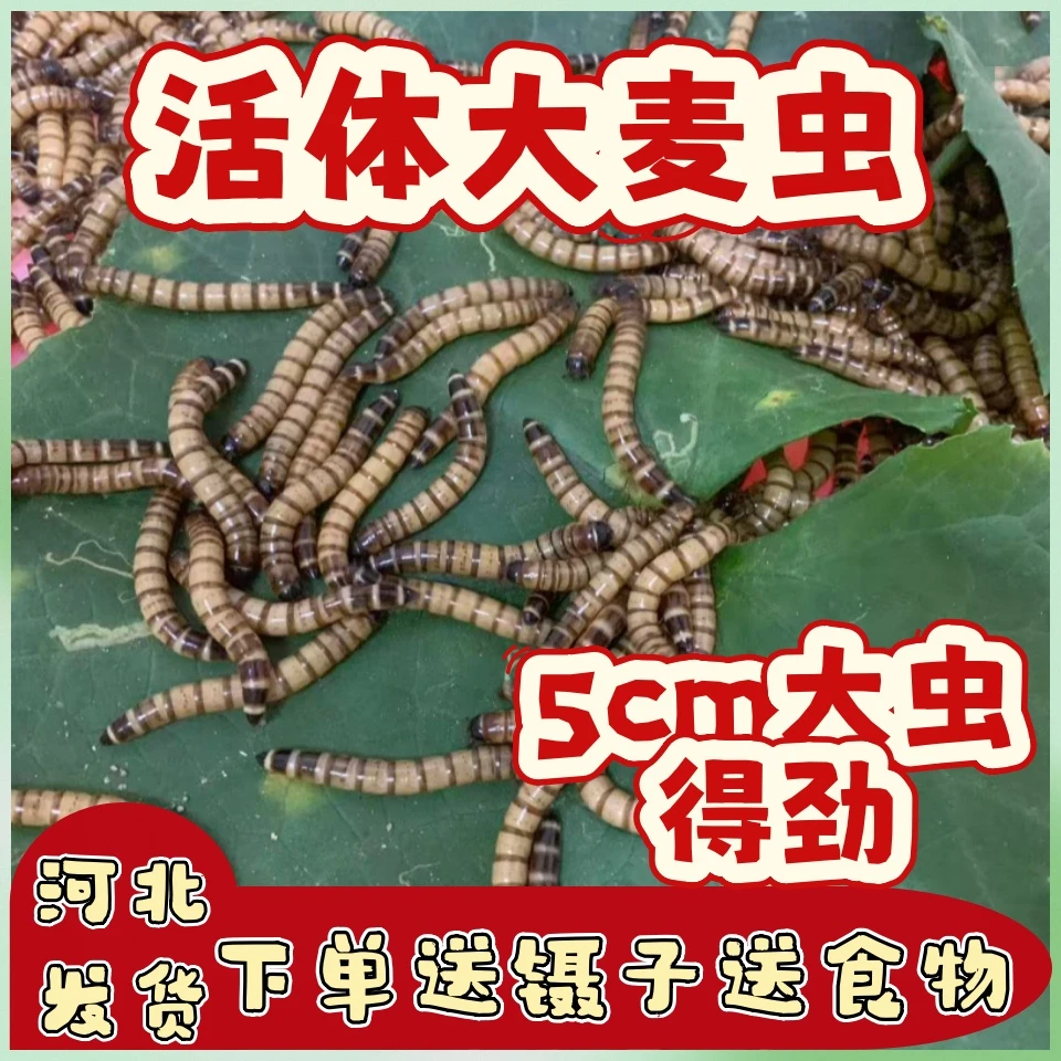 鲜活大麦虫蛋白虫大号面包虫钓鱼活饵黄粉虫龙鱼乌龟八哥画眉鸟食