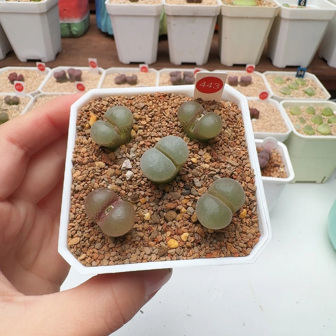 多肉植物福利风铃443