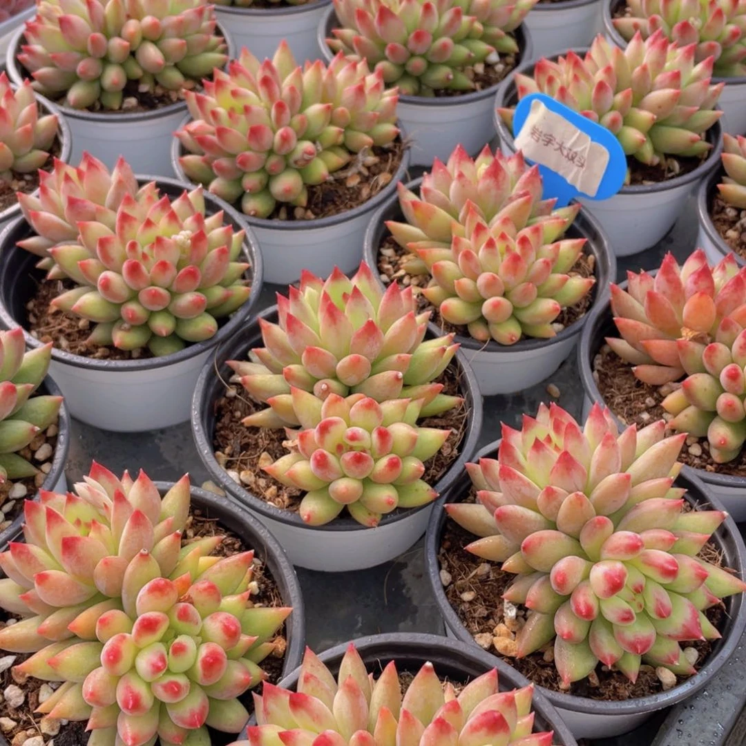 量拍131号 岩字大双头一个