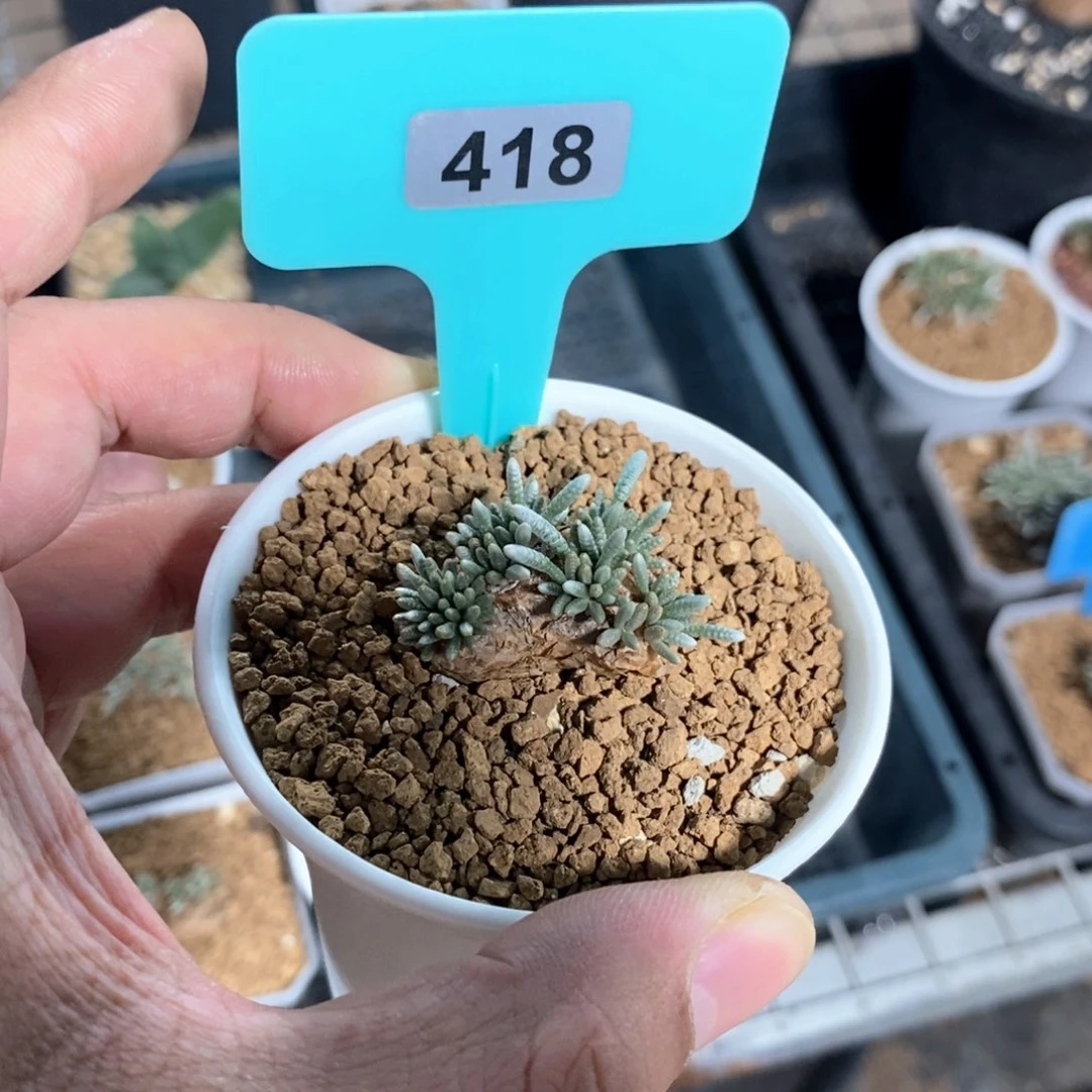 任锦多肉植物一个