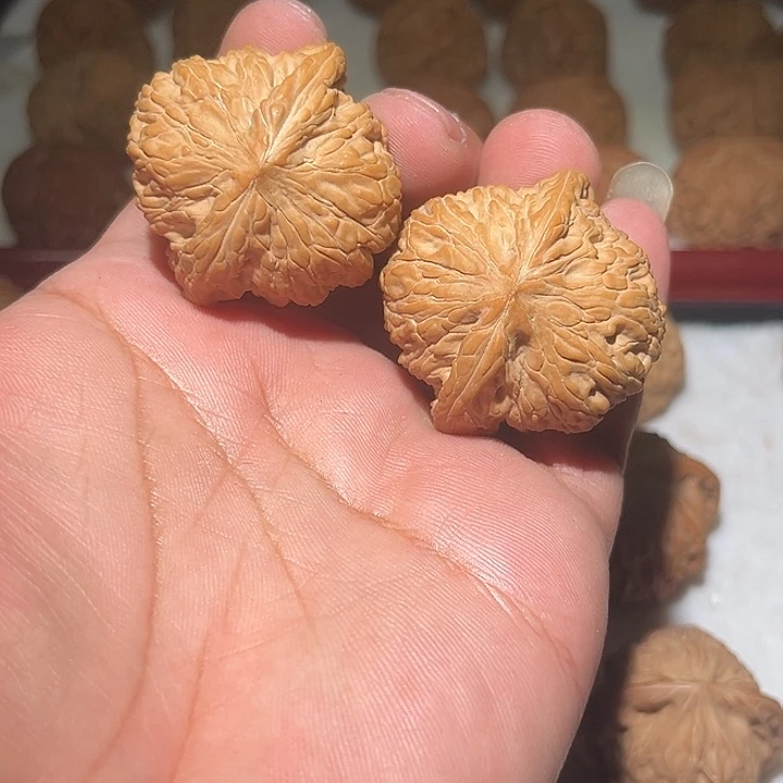 木43泥鳅背全品。