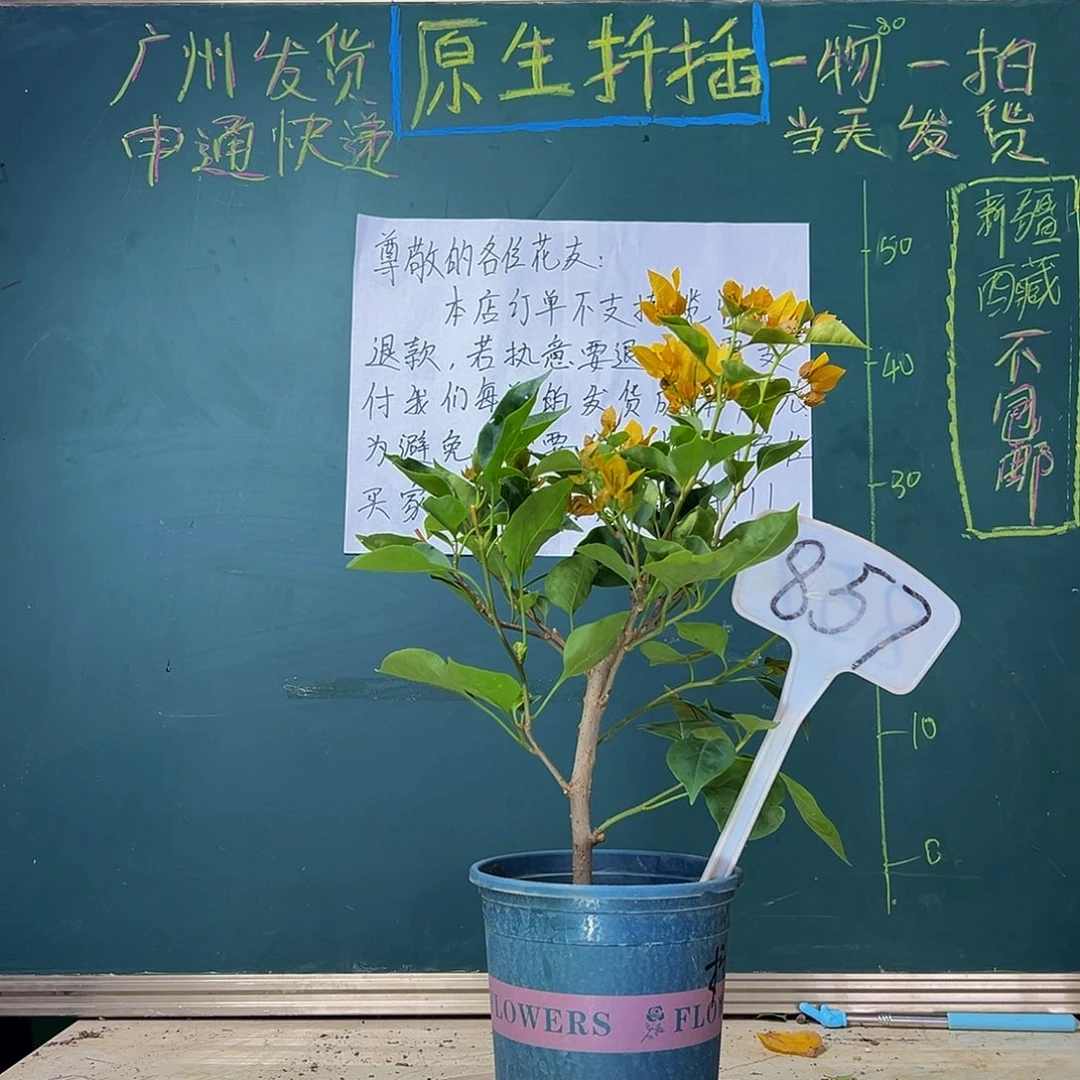 当前无花栽培后可以开花  柠檬黄  857