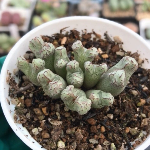 多肉肉锥 10头春传玉