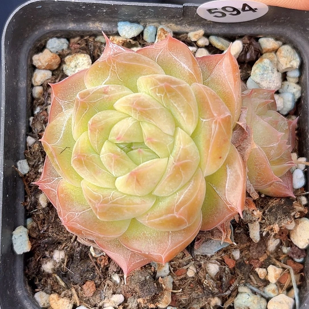 594 春意盎然 满18包邮