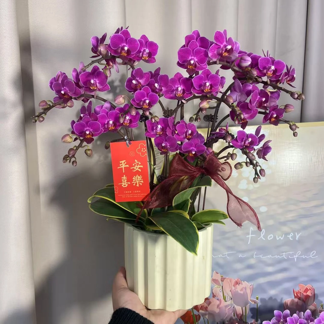 蝴蝶兰《金边咖啡》花苞多侧枝带花好养耐花 源头基地直发3-6