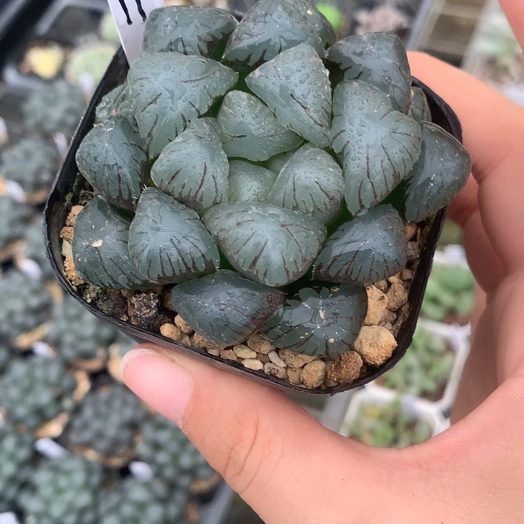 轻***️孔明灯玉露带盆土发货