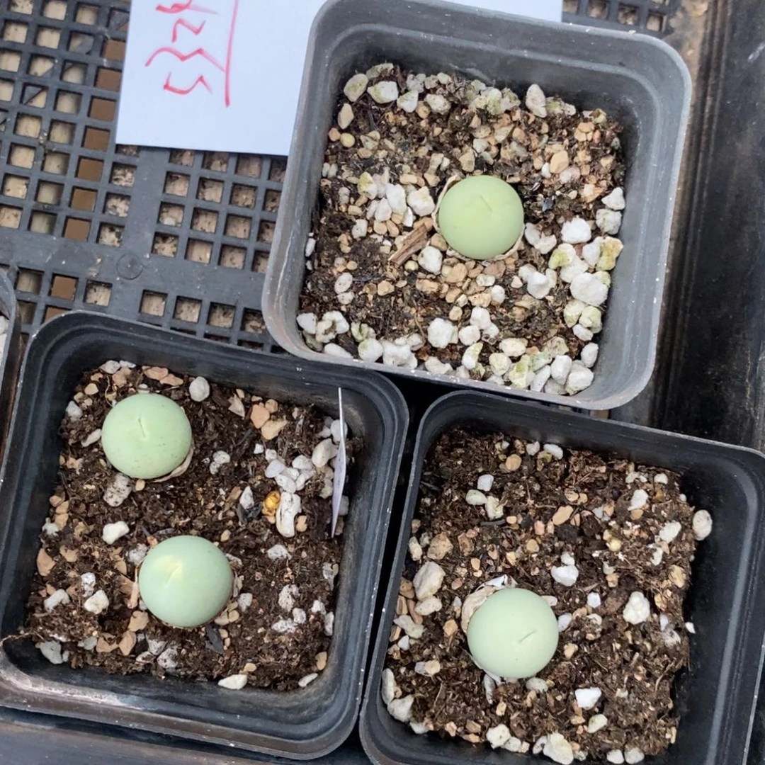 5324。    一组鸽子蛋 带盆发。