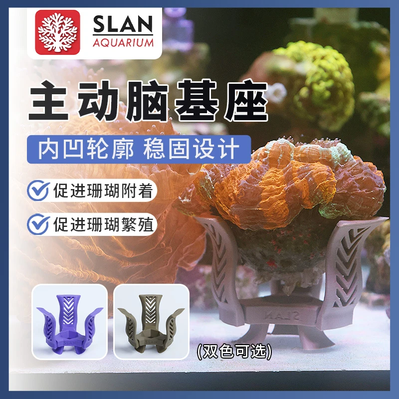 珊蓝海洋脑基座珊瑚富士半圆纽扣软体断枝底座繁殖圆形八字糖果脑