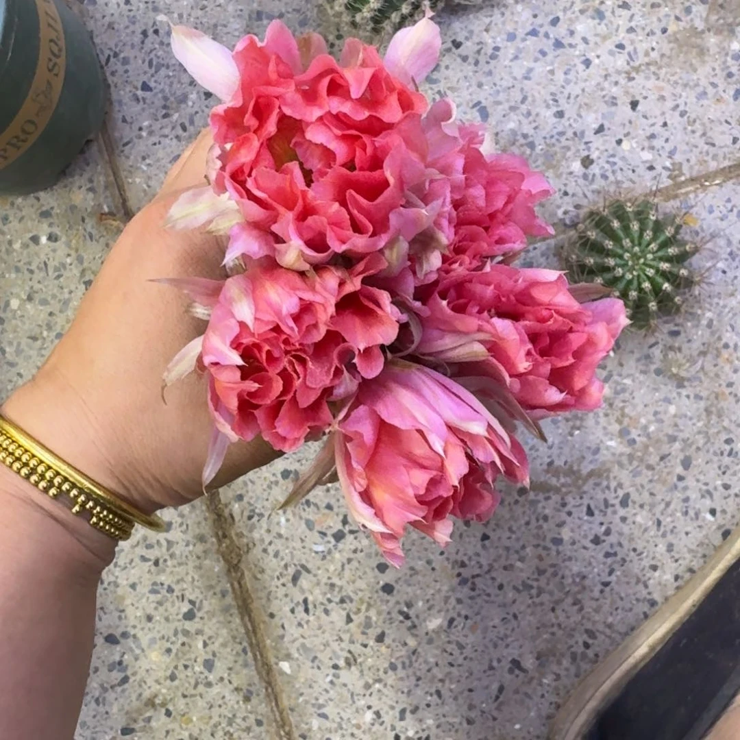 352彩草169歪无根侧牙4公分左右，20包邮