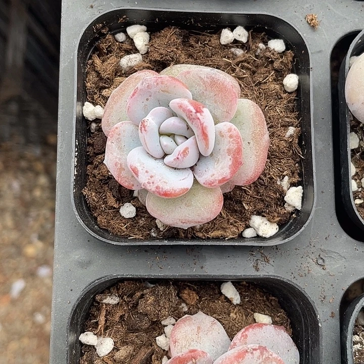 奶茶单头随机发满18包邮