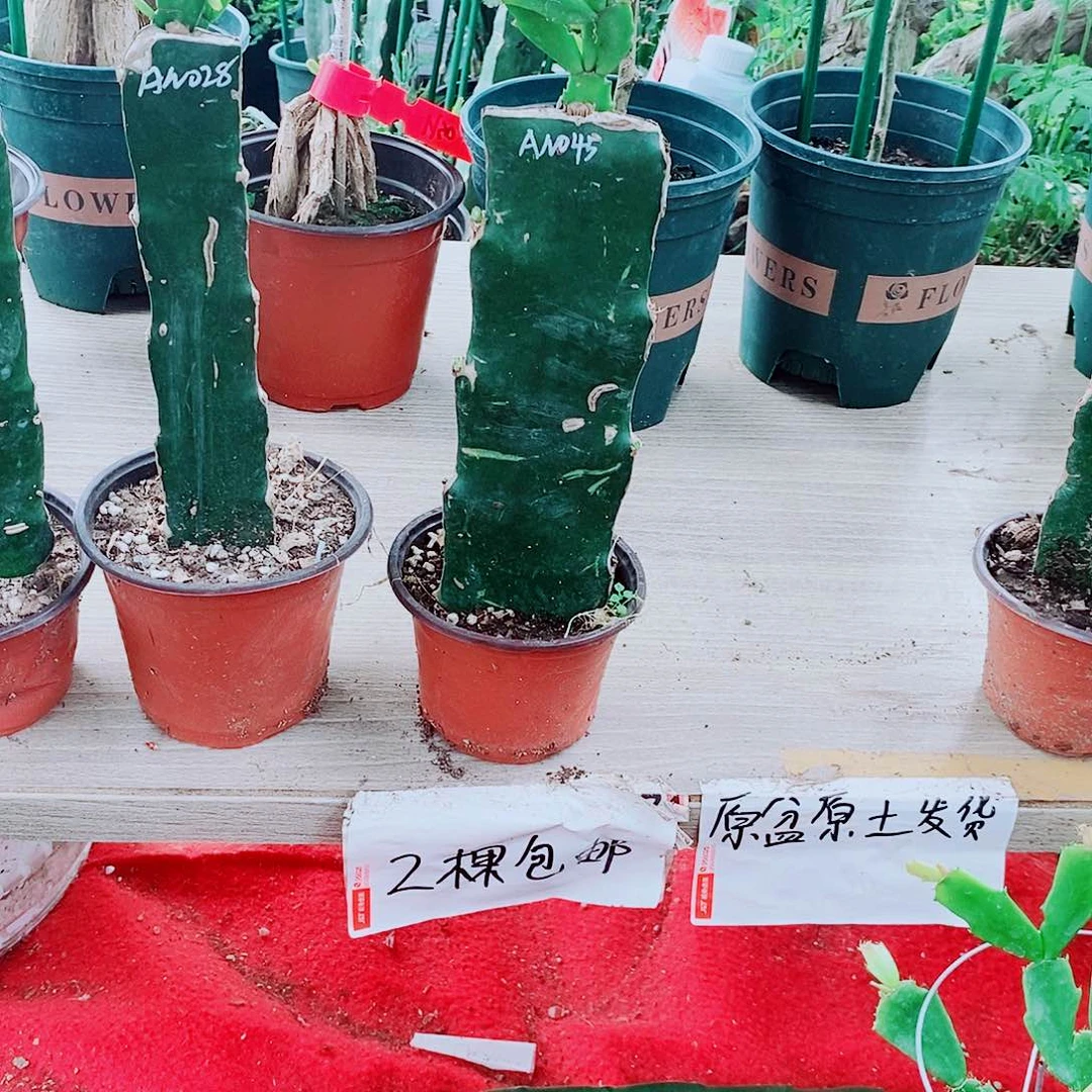 5***9无花朵028，045、蟹爪兰