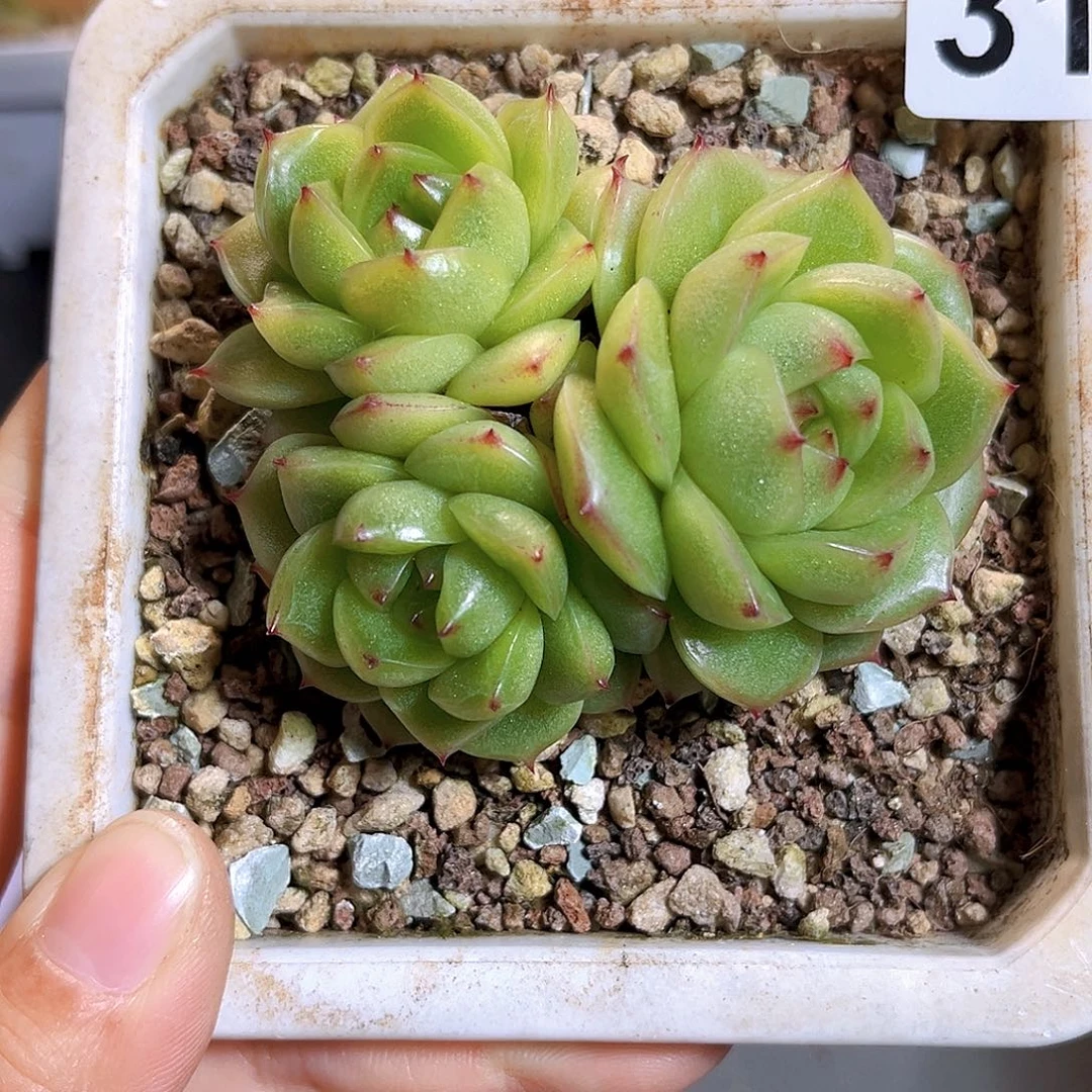 贪***顽318一物一拍 绿豆沙