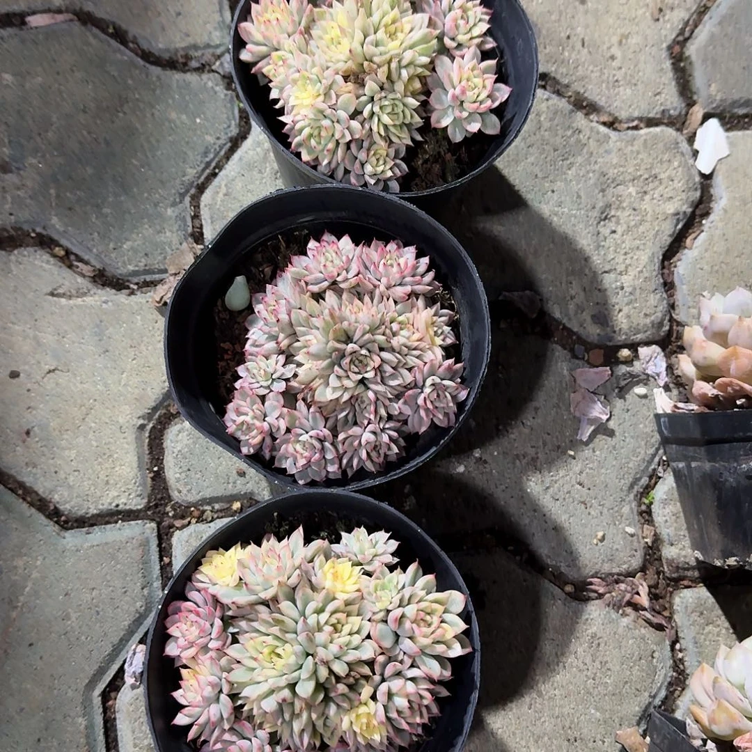 女褚锦多肉植物精品