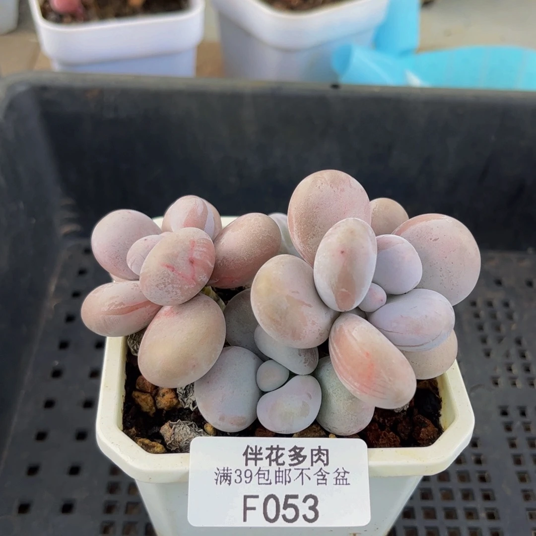 053-原始奶多肉7cm