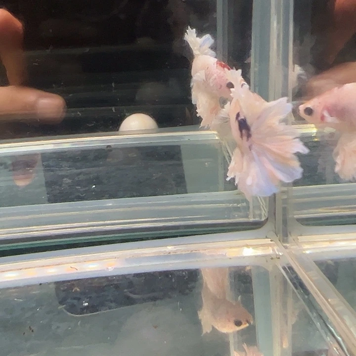 斗鱼别致竞拍24日11