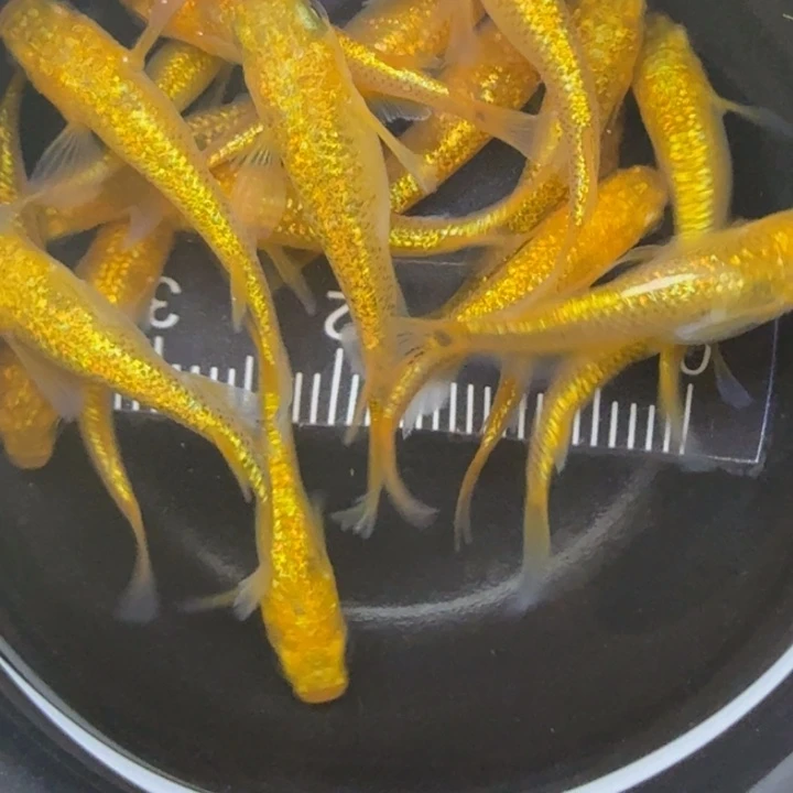 青鳉鱼精品阳光66号