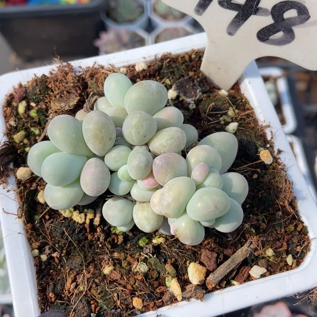 948彩虹奶多肉植物保护