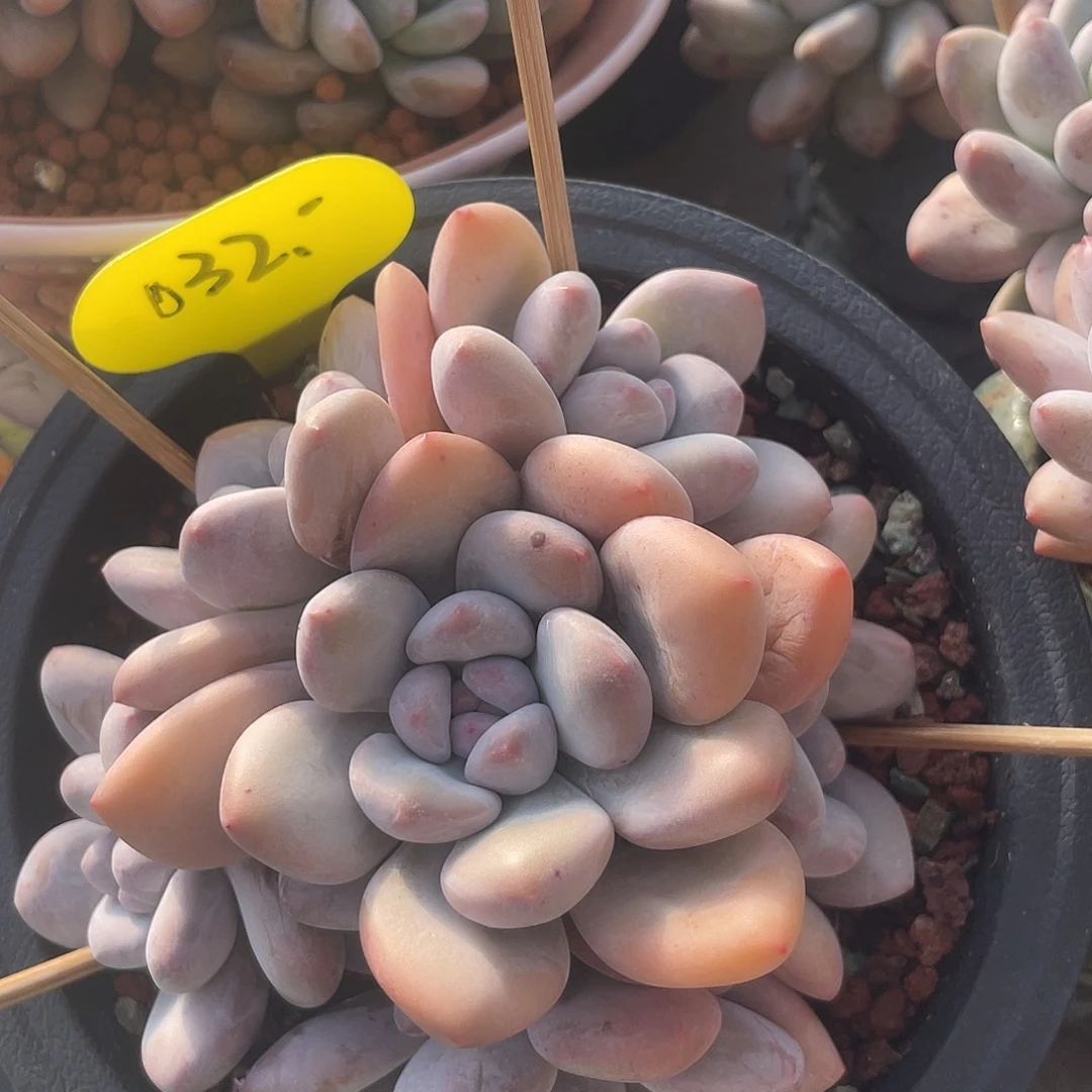 奶酪香水多肉植物032