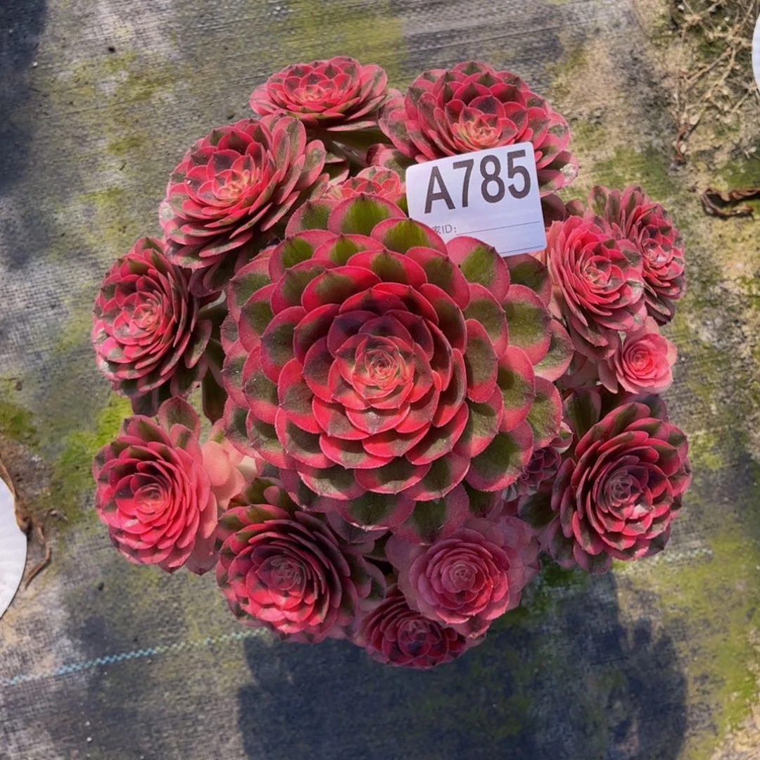 阿***芳荔枝0000000000785