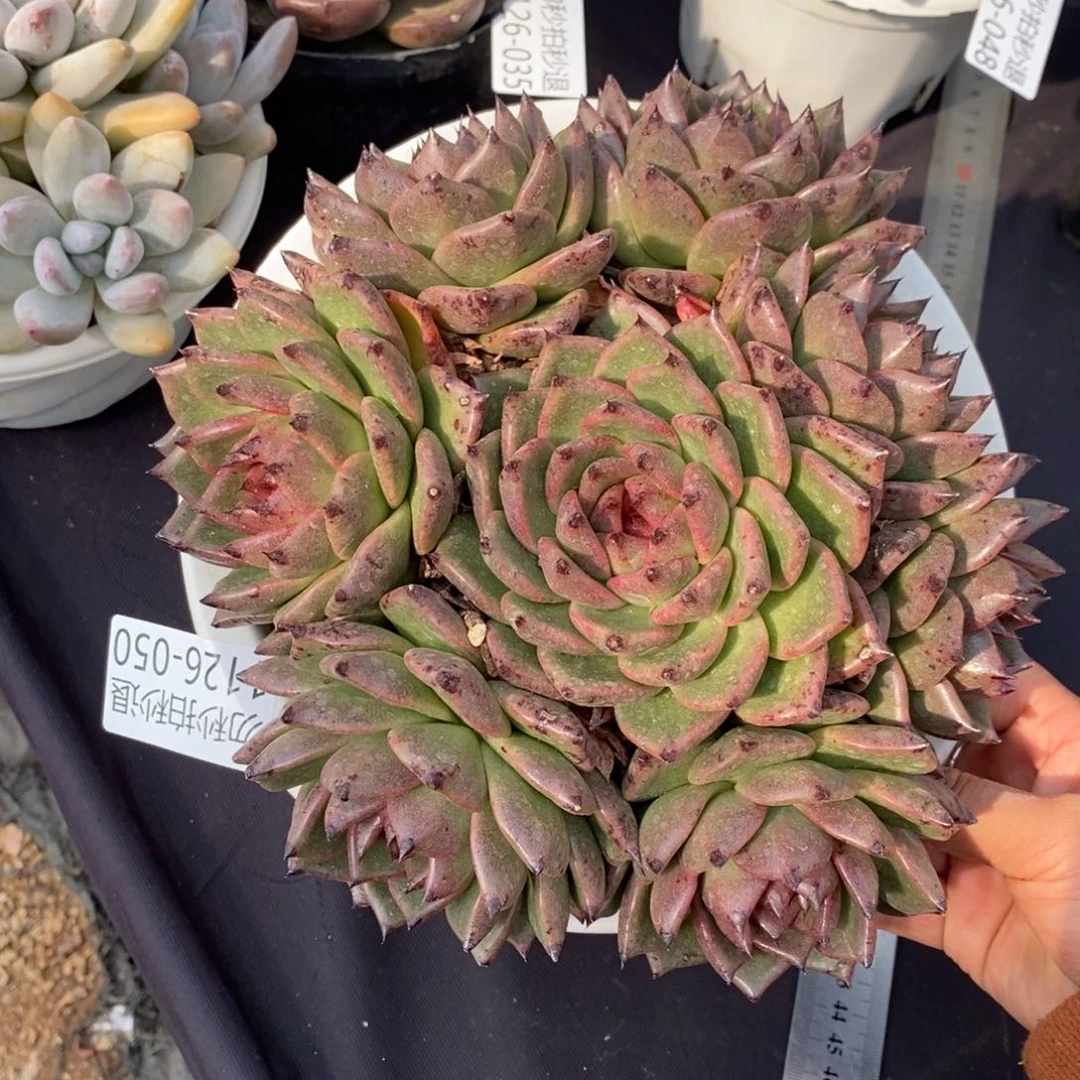 两单包邮1126-50黑玫瑰