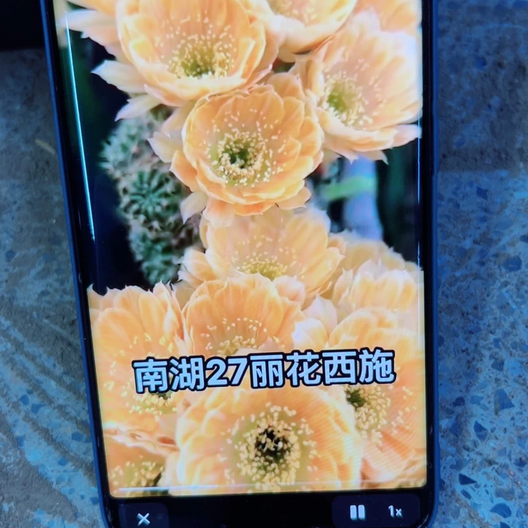 下72丽花西施歪无根侧芽3公分左右20包邮