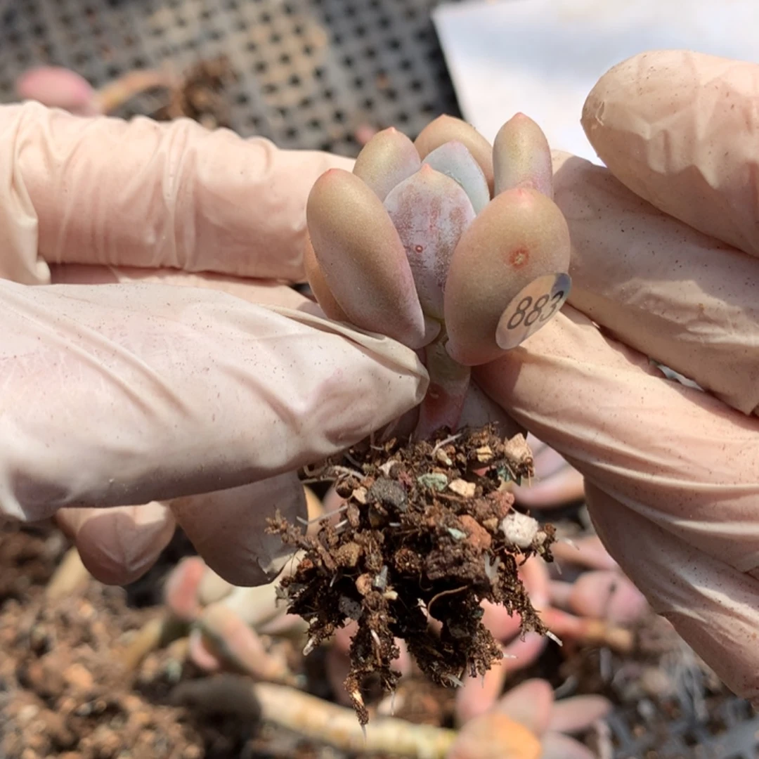 883 蛋黄奶酪多肉哦