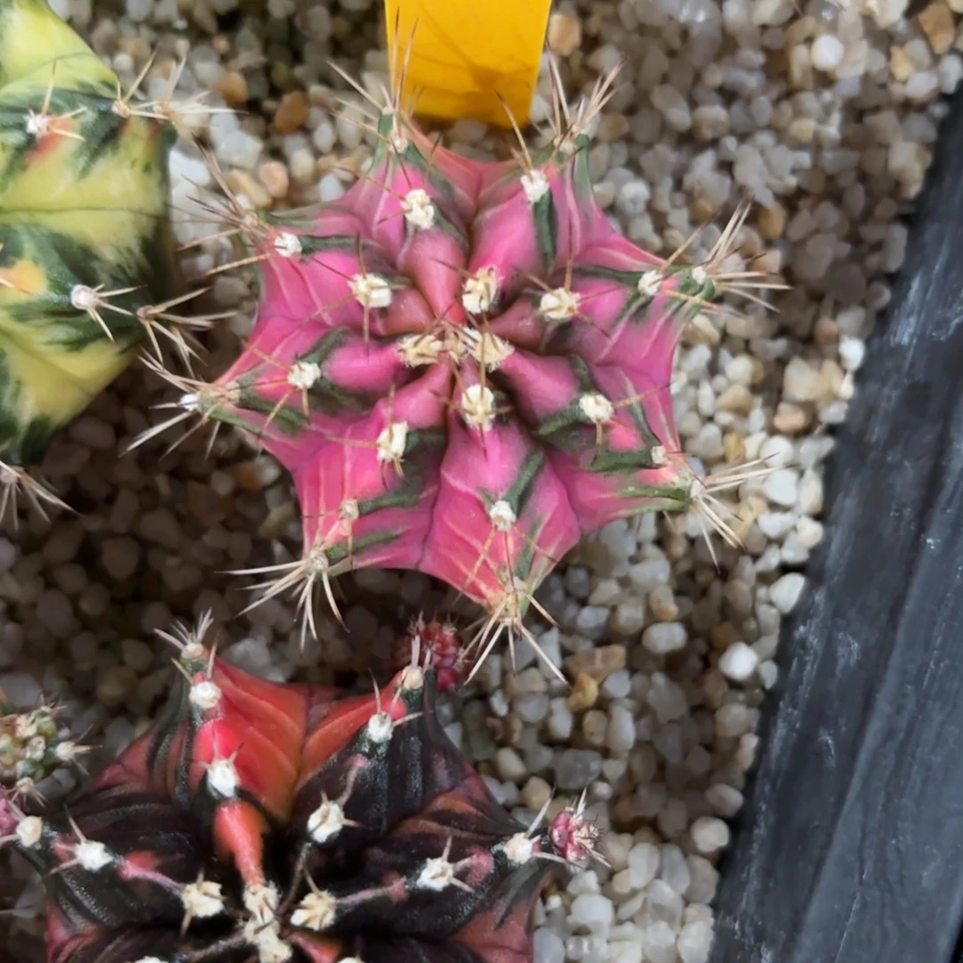 176-0104泰国发货多肉