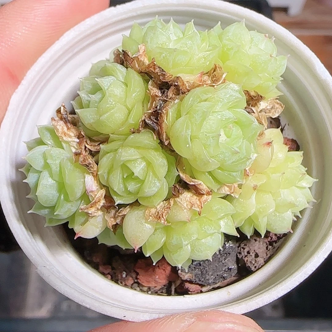 多肉1101--99麦秆群