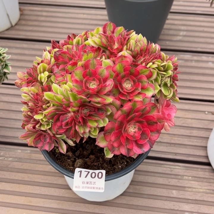 1700荔枝缀化（露养货）