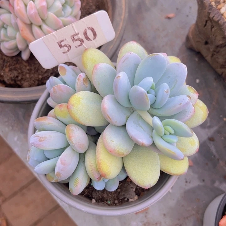 健健康康平平安安