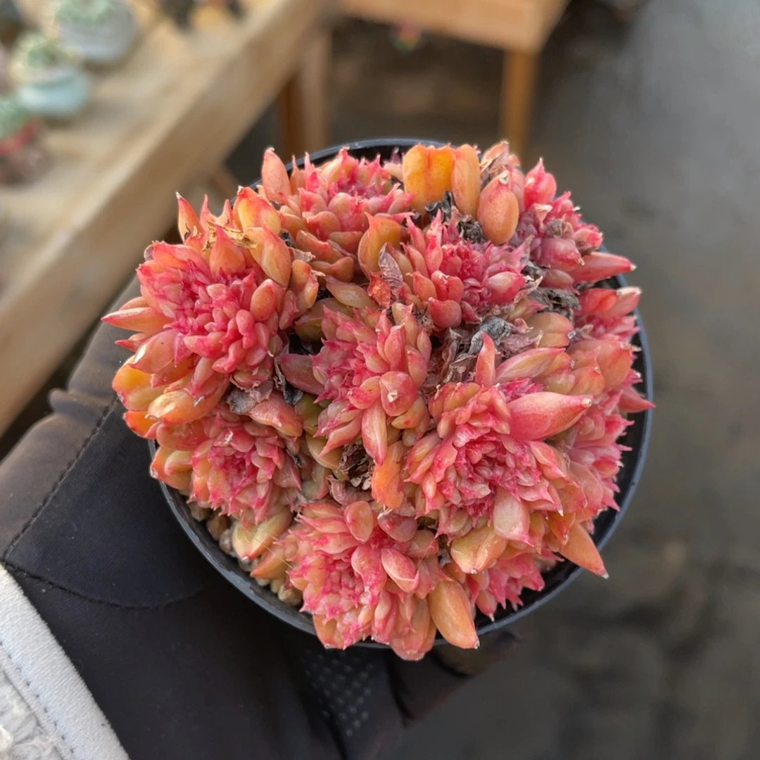 特斯拉一物一拍满68包邮