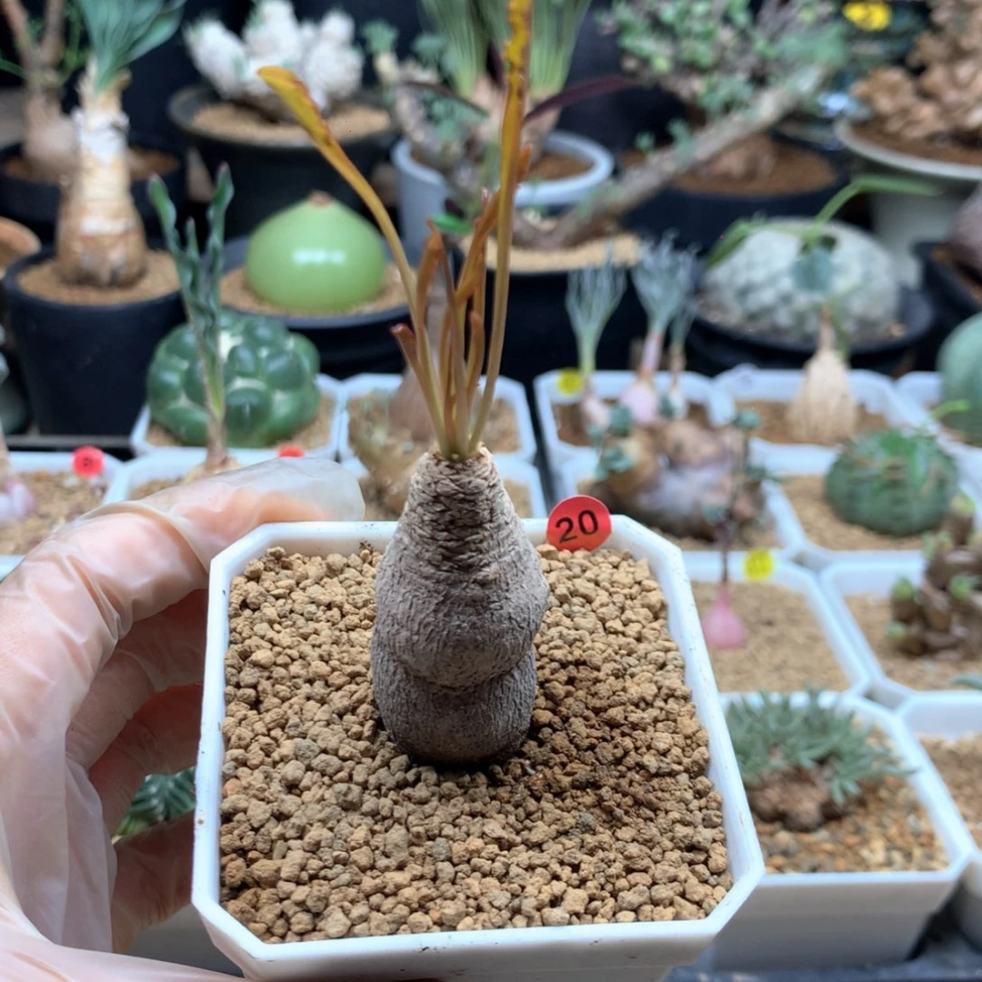 产地波涛大戟母本带盆