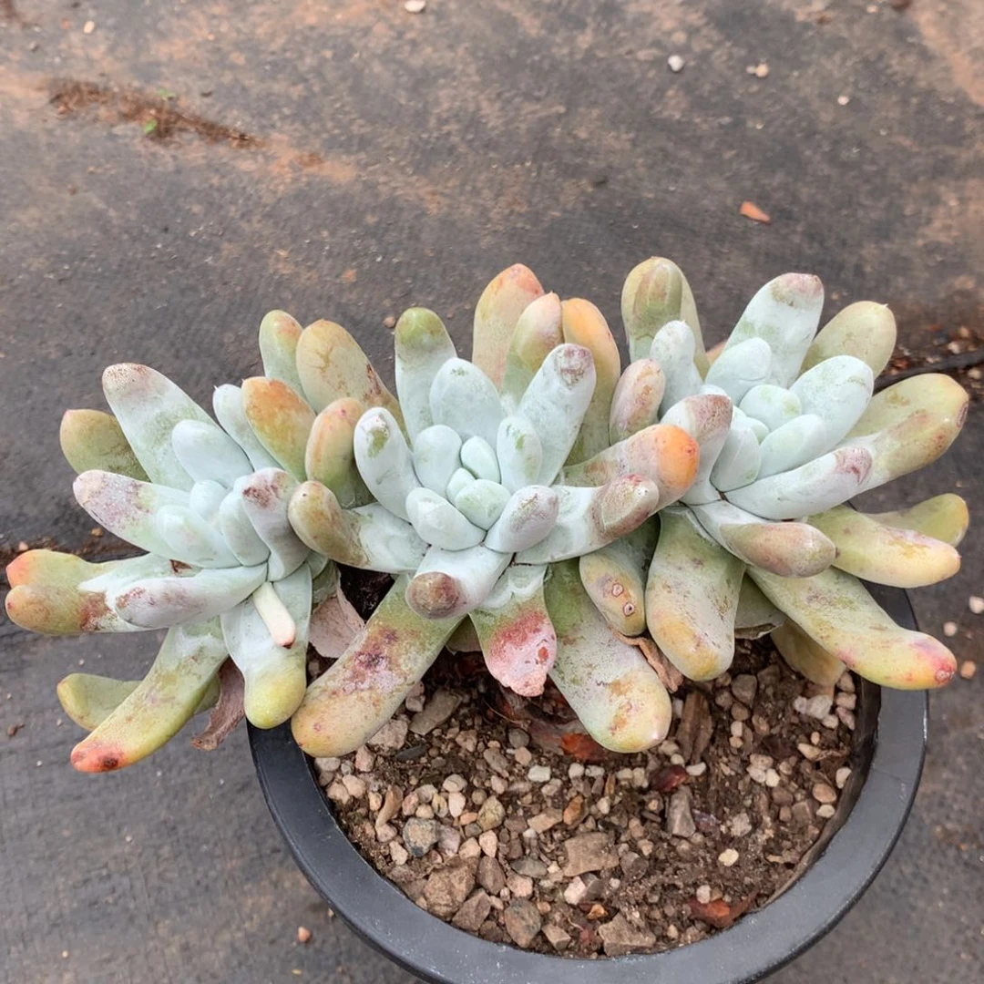 拇指，2月8日发货多肉