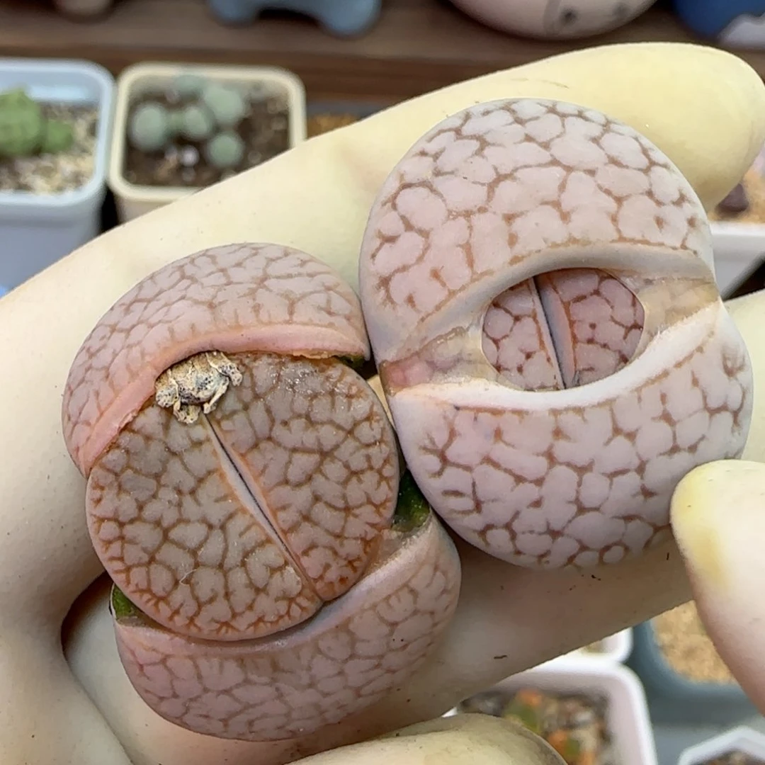 858福利福利福利