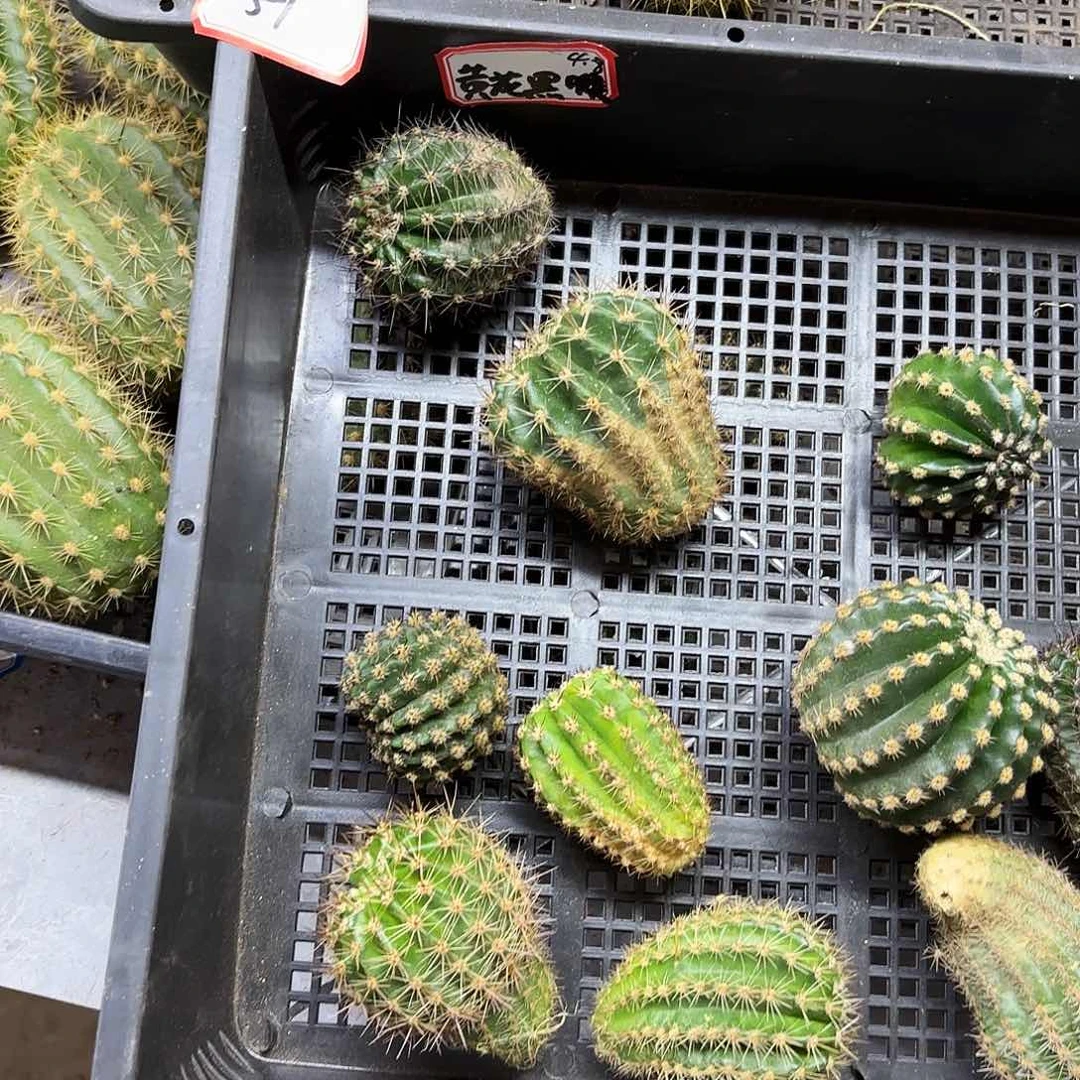 51筐10品侧牙20包邮仙人球瑕疵