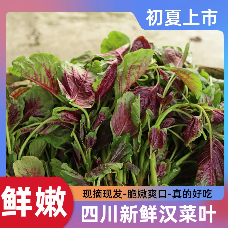 【现摘现发-次日送达】四川新鲜汉菜蔊菜苗当季农家蔬菜汉菜