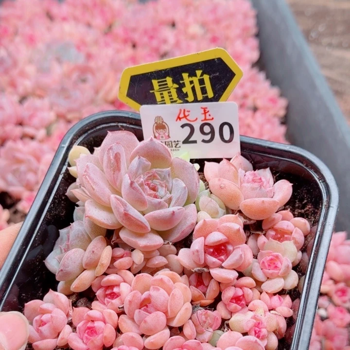 多肉植物多肉植物