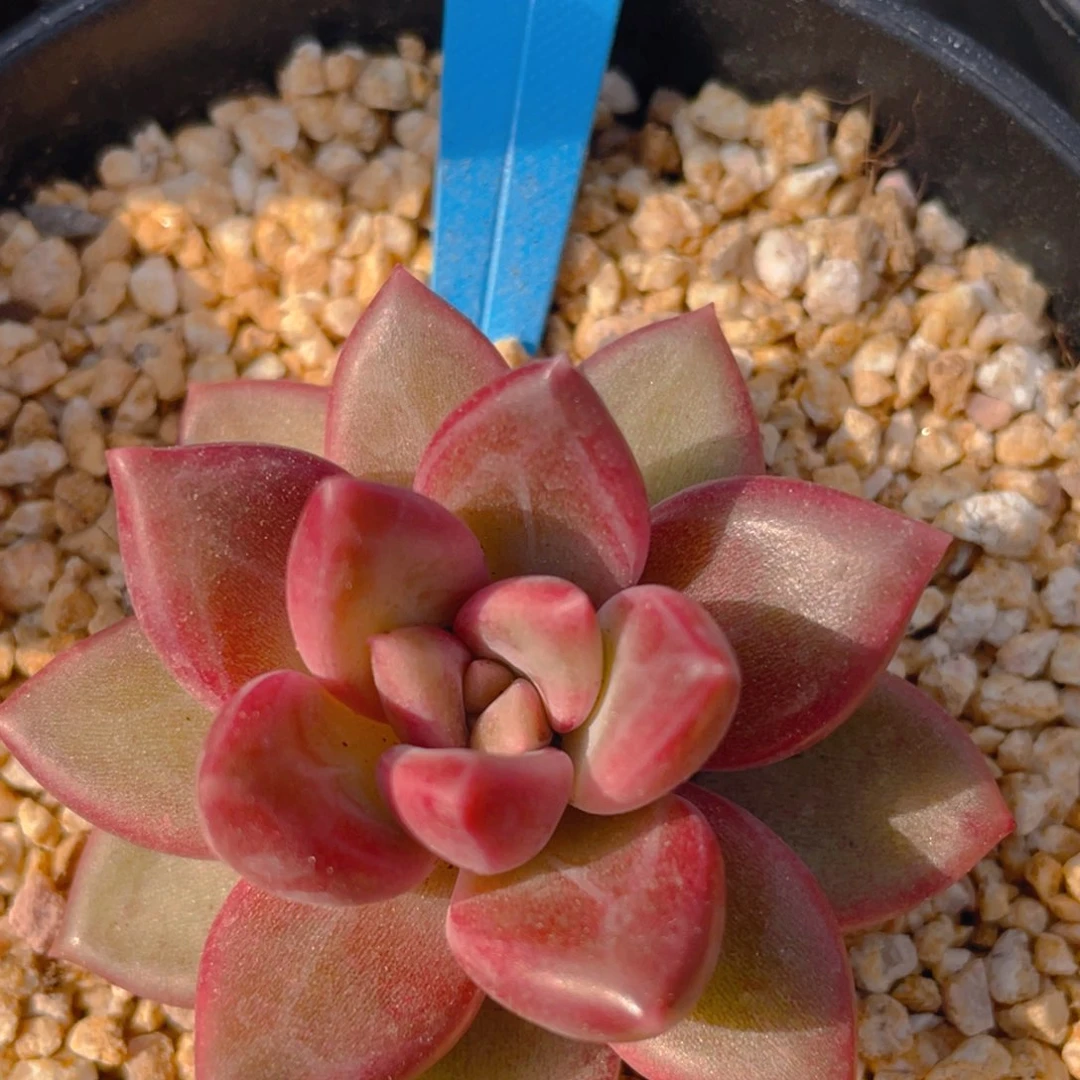 0211-20-迷雾泡泡福利一颗