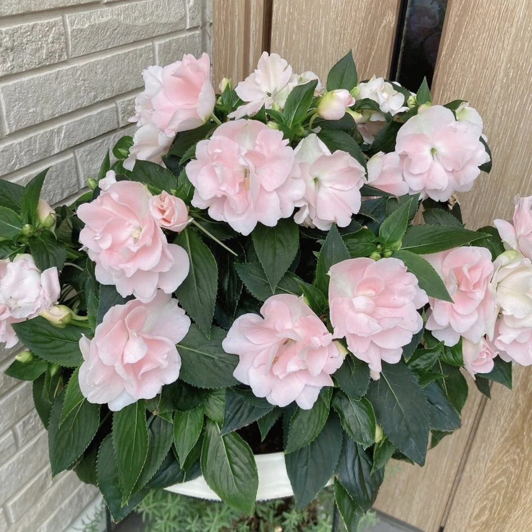 粉白重瓣凤仙花盆栽多年生庭院阳台新手易养护爆花强抗晒