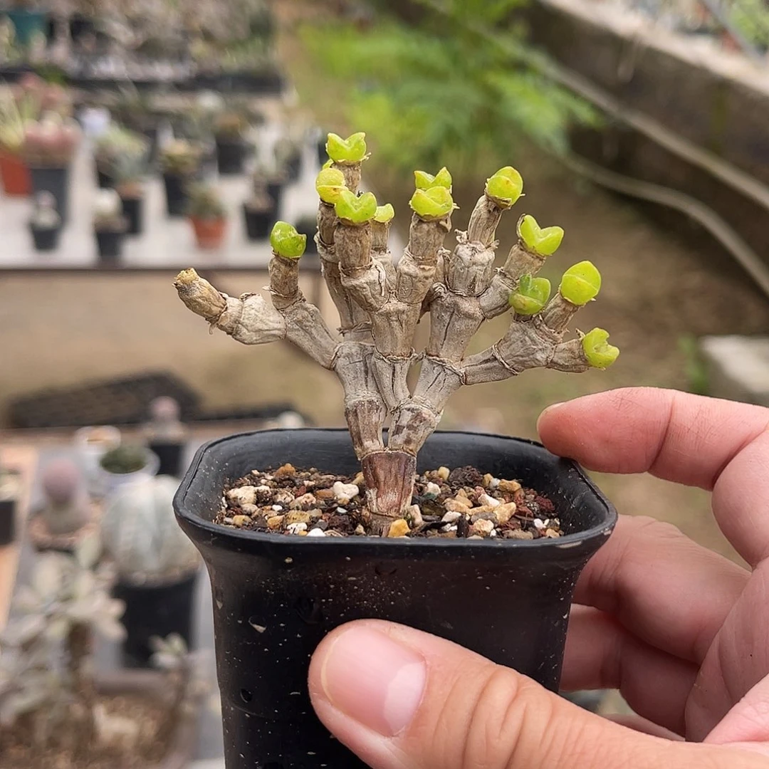 子播实生兔斯基一物一拍