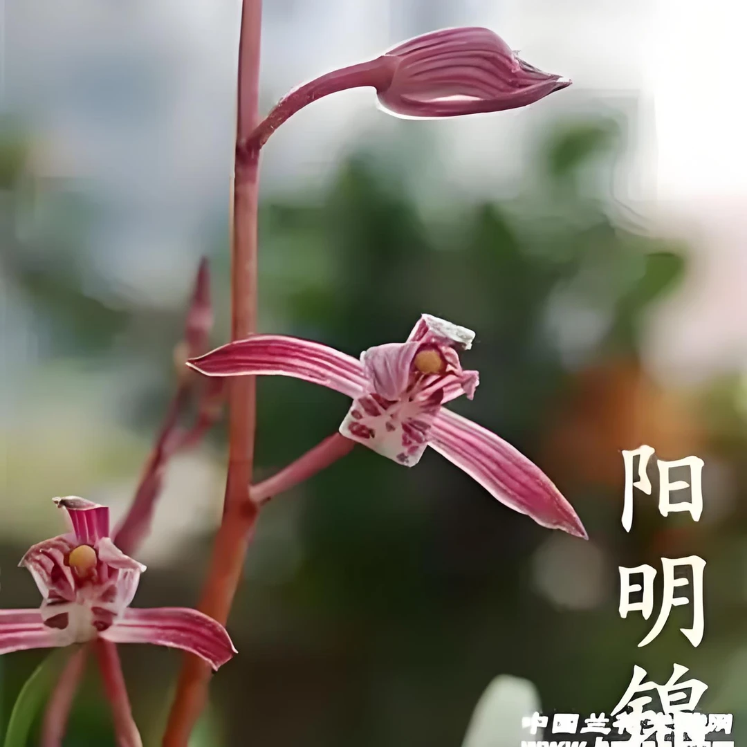 墨兰-阳明锦 兰花名品高端墨兰红花浓香艺草好易养室内绿植花卉