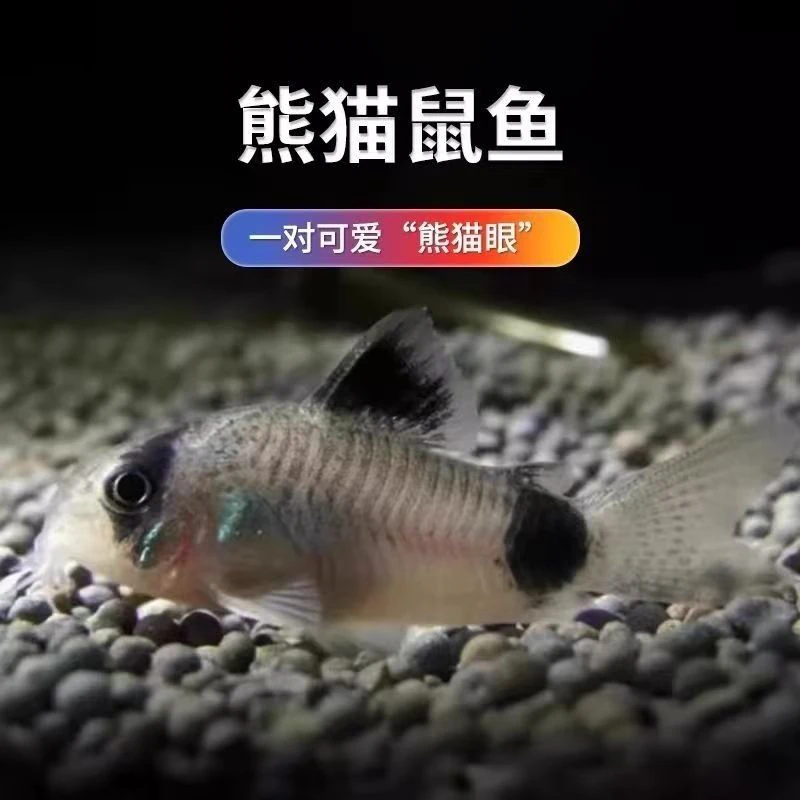 熊猫鼠小型观赏鱼非常小