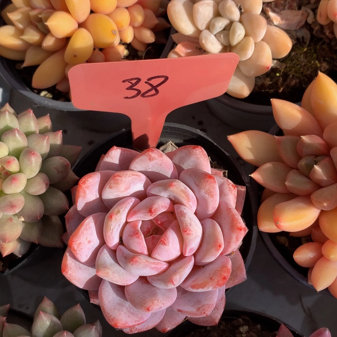 养心星颖6262626266263