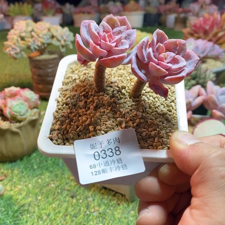 0338啊啊啊啊啊啊啊啊啊啊