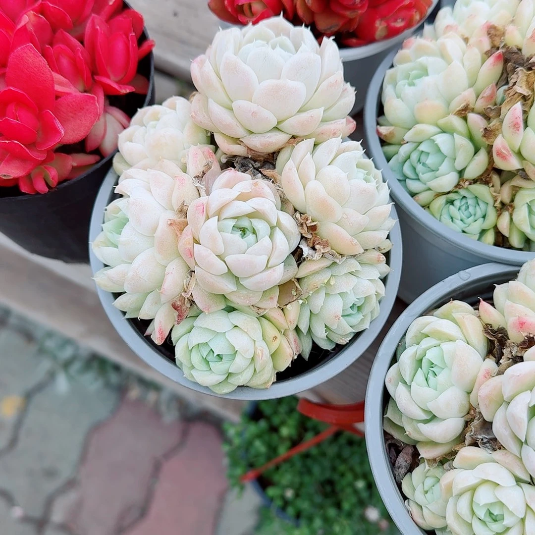 白月影达群生多肉植物