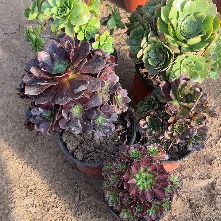 996多肉植物组合，