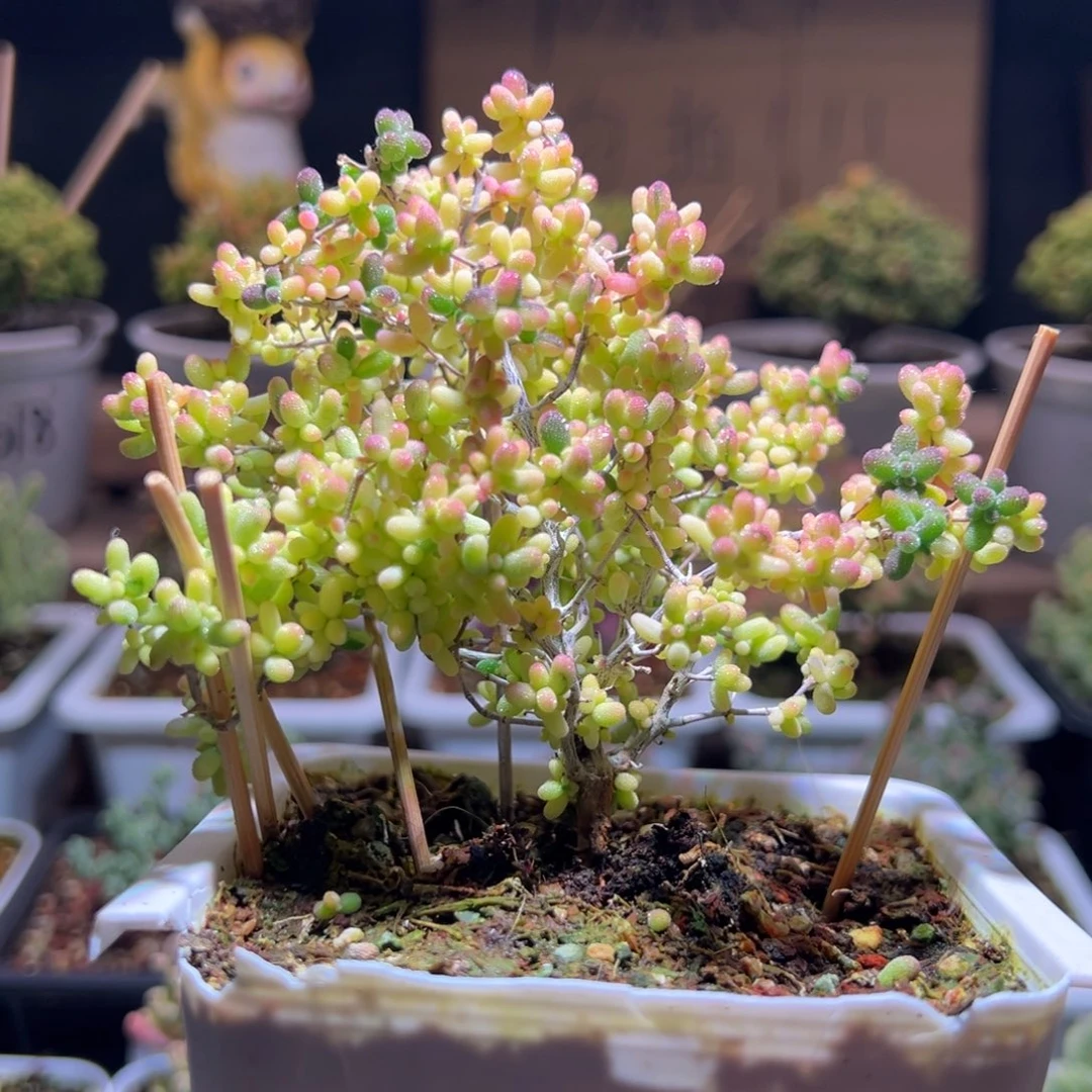 851米粒锦一物一拍包开箱