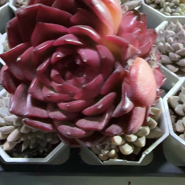 爱***猫青蛙王子儿童牙膏111